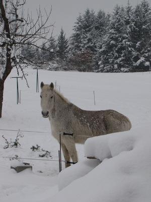 Gite De Charme Auvergne Cab'âne Brousse Exterior foto