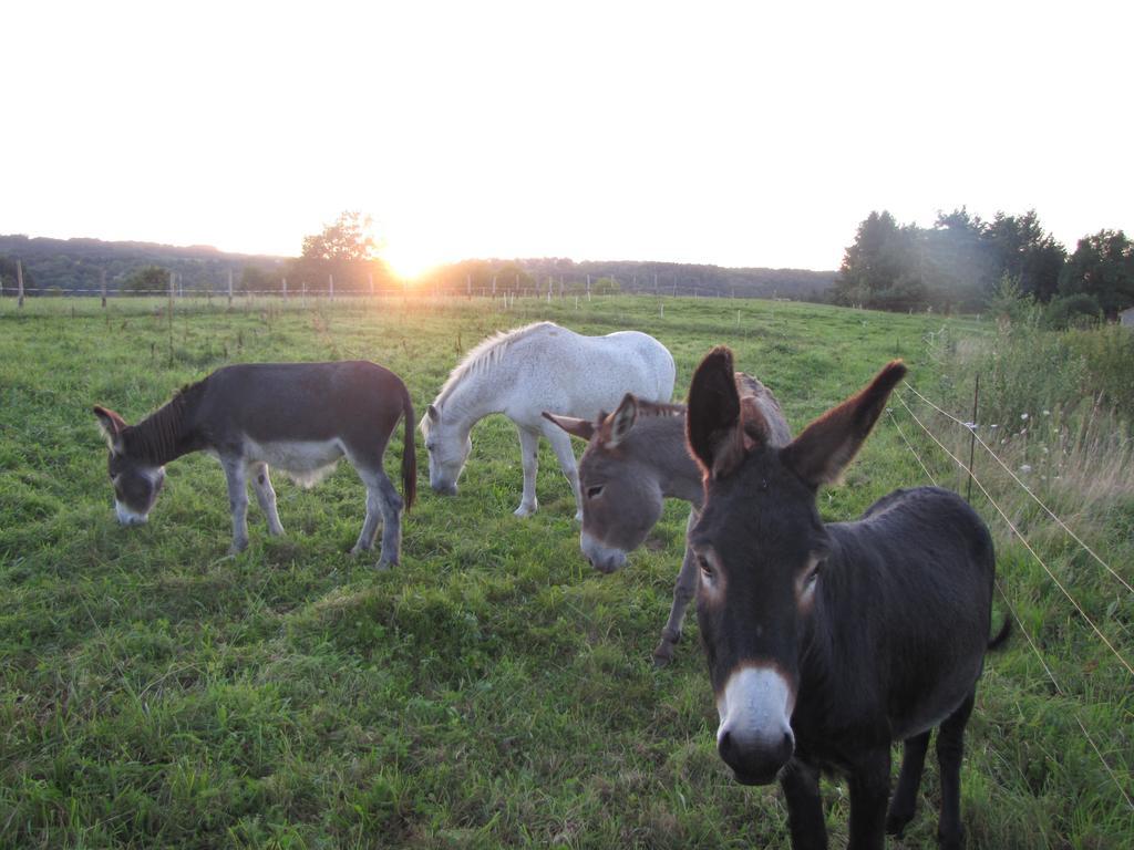 Gite De Charme Auvergne Cab'âne Brousse Exterior foto